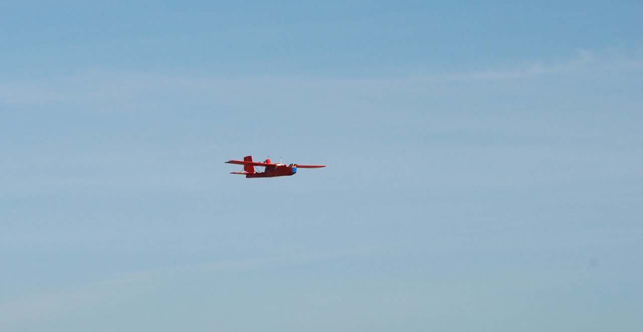 Marabou stork in flight